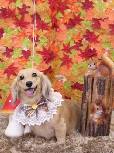 20241126こなつちゃん